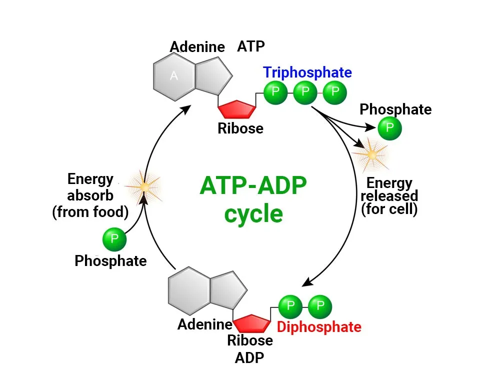 Schema del ciclo dell'ATP-ADP